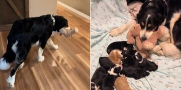 Dog Mom Treats Stuffed Bunny as Her Fourteenth Puppy