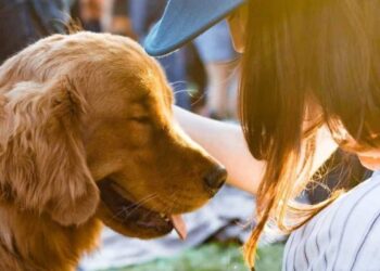 10 Signs That Your Dog Doesn’t Trust You!