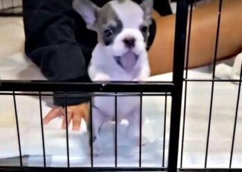 Tiny Dog’s Urge to Bite Everyone Cured by Little Girl’s Love