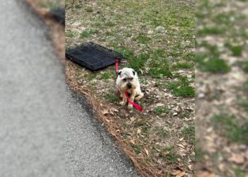 The Sorrowful Sight of a Pup Tied to a Crate Moves Woman to Tears