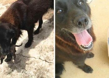 Puppy Heartlessly Abandoned in Trash Gets Rescued by Four-Legged Heroes