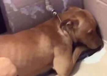 Scared Shelter Dog Finds a Home and a Cheeky Pug Helps Her Overcome Fear