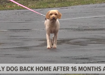 After 16 Months Apart, Dog and Family Share Joyful Reunion