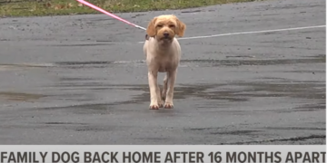 After 16 Months Apart, Dog and Family Share Joyful Reunion