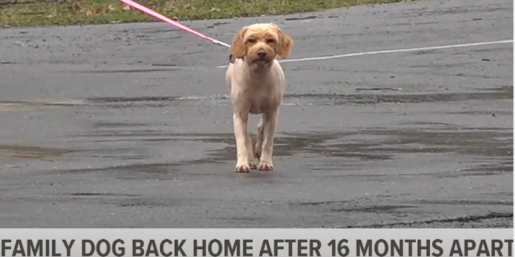After 16 Months Apart, Dog and Family Share Joyful Reunion