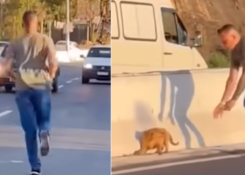 Man Risks Everything to Save Puppy from Highway’s Danger