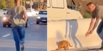 Man Risks Everything to Save Puppy from Highway’s Danger