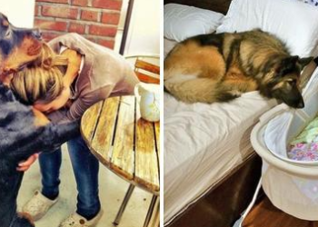 24 Dogs Whose Loving Gazes To Their Humans Speak Louder Than Words