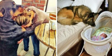 24 Dogs Whose Loving Gazes To Their Humans Speak Louder Than Words