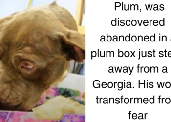 Puppy Refuses to Abandon Plum Box He Was Left In