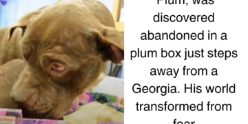 Puppy Refuses to Abandon Plum Box He Was Left In