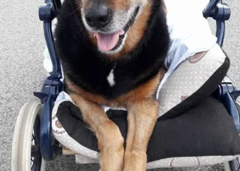 Man Brings His Elderly Dog to the Sea for a Final Goodbye, Says This Loss Is Deepest Pain