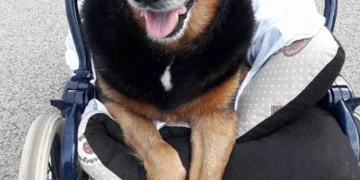 Man Brings His Elderly Dog to the Sea for a Final Goodbye, Says This Loss Is Deepest Pain