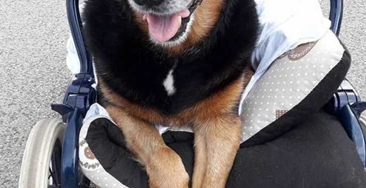 Man Brings His Elderly Dog to the Sea for a Final Goodbye, Says This Loss Is Deepest Pain