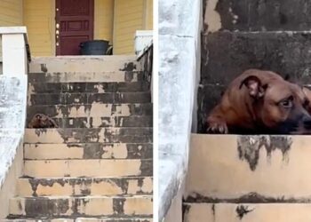 Dog Waiting on Steps of Empty Home Doesn’t Know If His Family Is Coming Back