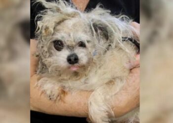 Abandoned Senior Dog with Matted Fur Becomes Unrecognizable After Heartwarming Makeover