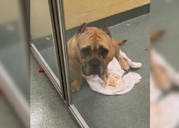 Neglected Pup Heartbroken After Being Returned to Shelter Due to Allergy