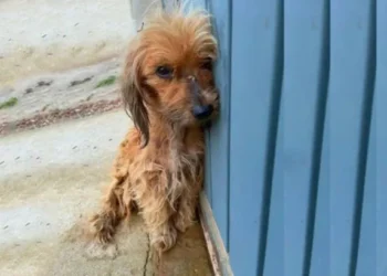 A Frightened Dog Battling a Severe Medical Condition Discovers the Joy of Love Again