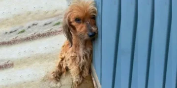 A Frightened Dog Battling a Severe Medical Condition Discovers the Joy of Love Again