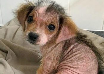 Puppy Goes from Bald and Snappy to Healed and Sweet