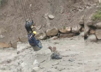 Construction Workers Brave Raging River to Rescue Trapped Dog