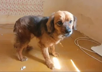 Heartbroken Dog Refuses to Leave House After Owner’s Tragic Passing