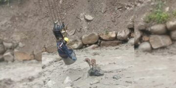 Construction Workers Brave Raging River to Rescue Trapped Dog