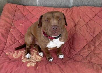 Dog Overjoyed to Find Forever Home After 1,000+ Days in Shelter