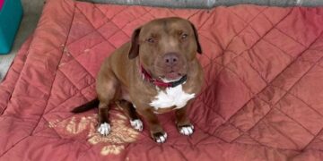 Dog Overjoyed to Find Forever Home After 1,000+ Days in Shelter