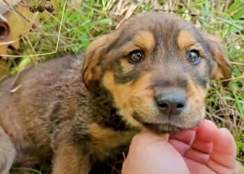 Puppy’s Sad Eyes Twinkle as Man Vows to Heal His Wounds