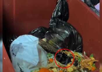 Man Taking Out Garbage Stops in His Tracks After Seeing Something Moving