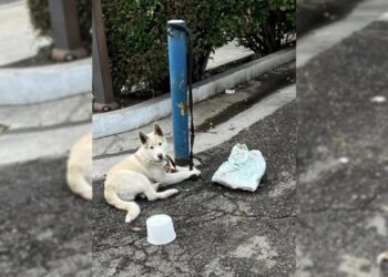 Beautiful White Puppy Left Tied to a Pole for Days Finds Hope in Kind-Hearted Rescuers