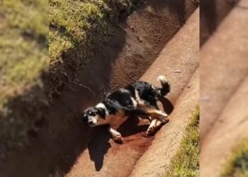 Kind Stranger Rescues Injured Dog Who Desperately Wagged His Tail for Help
