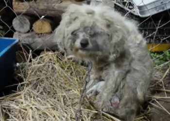 Chained Mama Dog at Abandoned Factory Struggles to Feed Her Puppies
