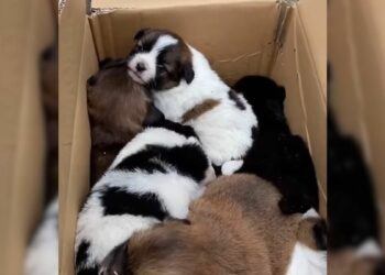 Tourists Discover Heartwarming Surprise Beneath Drainage Pipe Rubble