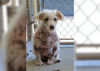 Hairless Pup Never Thought He’d Find Love Until He Met His New Family