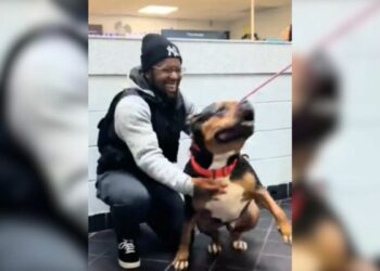 Missing Pup Couldn’t Contain His Joy When He Finally Reunited with His Human After Weeks