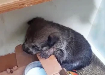 Rescuers Surprised by Discovery of Abandoned Pup in Cardboard Box Dumped on the Streets at Night