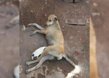 Severely Injured Mama Pup Pleads With Rescuers to Save Her Babies