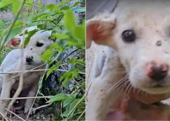 Hungry Puppy Falls into a Hole, Leading to an Unbelievable Rescue