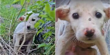 Hungry Puppy Falls into a Hole, Leading to an Unbelievable Rescue