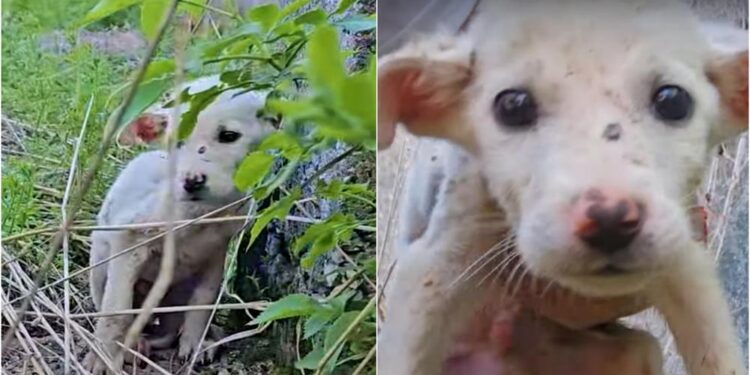 Hungry Puppy Falls into a Hole, Leading to an Unbelievable Rescue