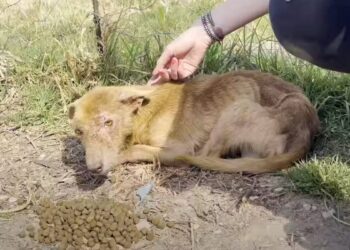 Three-Legged Dog Afraid of Human Touch Changes Coat Color After Rescue
