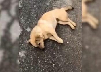 Exhausted Pregnant Dog Collapses on the Road Until a Kind Stranger Comes to Her Rescue