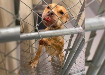 Desperate Shelter Dog Begging for Help Finally Receives Her Miracle