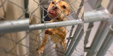 Desperate Shelter Dog Begging for Help Finally Receives Her Miracle