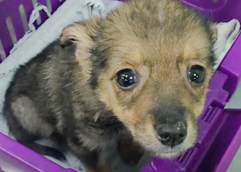 Puppy Rescued from Trash Bin Forms Heartwarming Bond with Little Girl