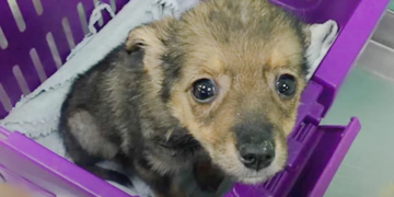 Puppy Rescued from Trash Bin Forms Heartwarming Bond with Little Girl