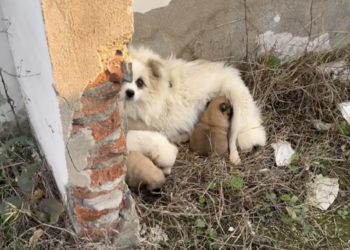 Abandoned Dog Family Rescued and Given a Second Chance