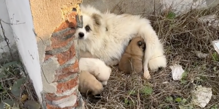Abandoned Dog Family Rescued and Given a Second Chance